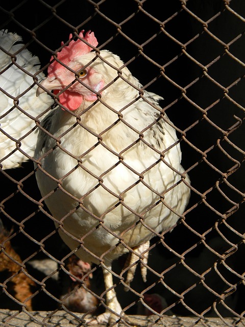 中国政府通 中国政府通