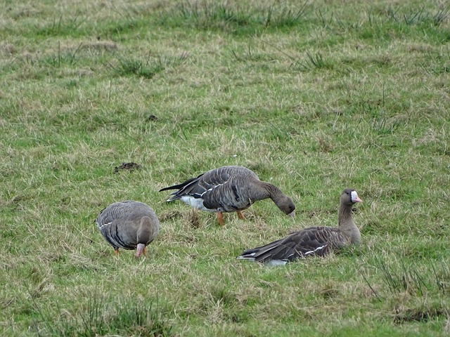 里夫斯也不 里夫斯也不